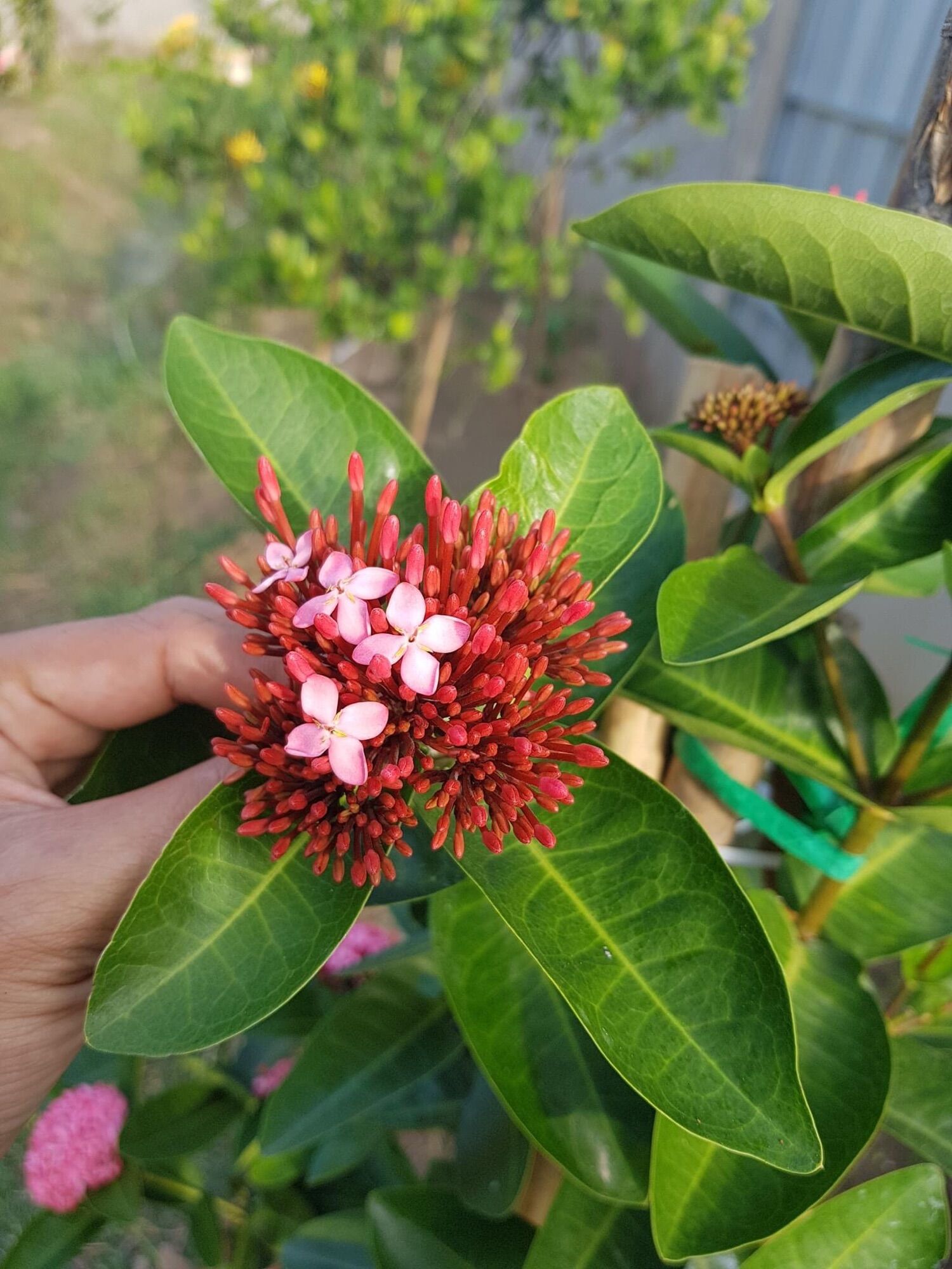 (1 cây) Cây bông trang tím sen lá trung, cao 60-80cm (hoa mẫu đơn)