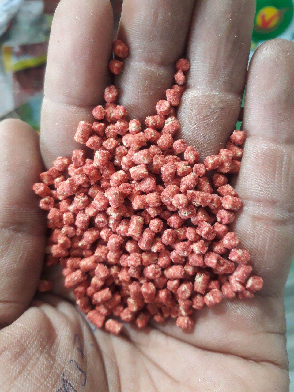 CÁM ỚT, THỨC ĂN CHO CHIM TẬP NÓI