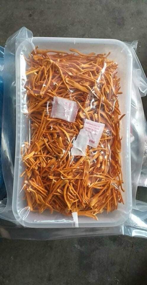 100g đông trùng hạ thảo giá 250000