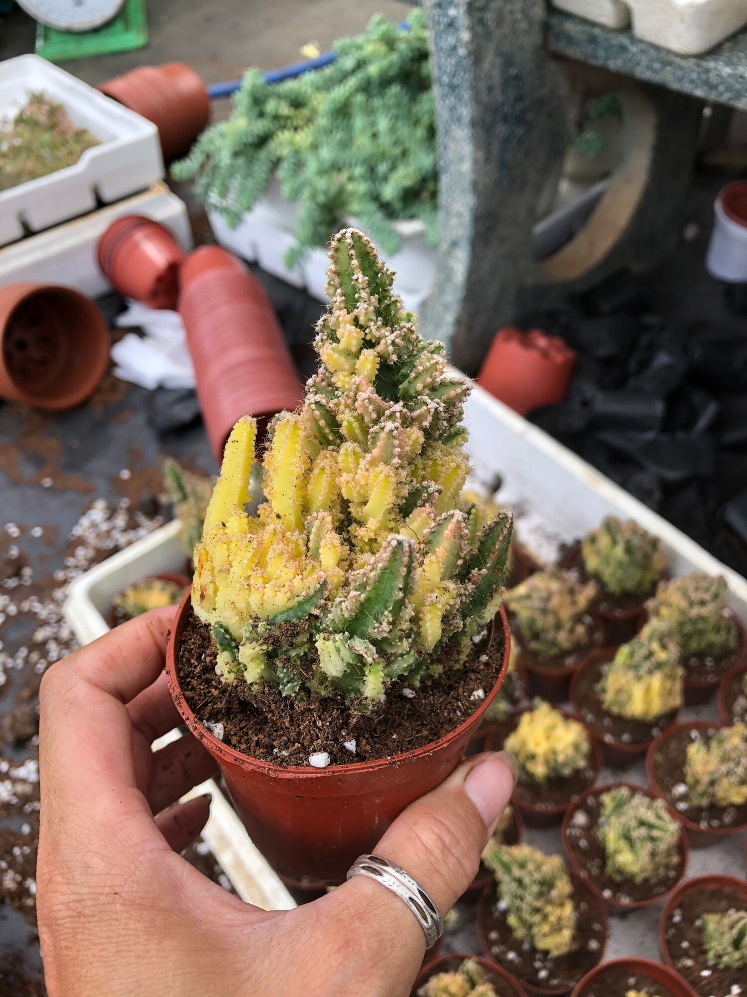 Xương Rồng Thanh Sơn Var