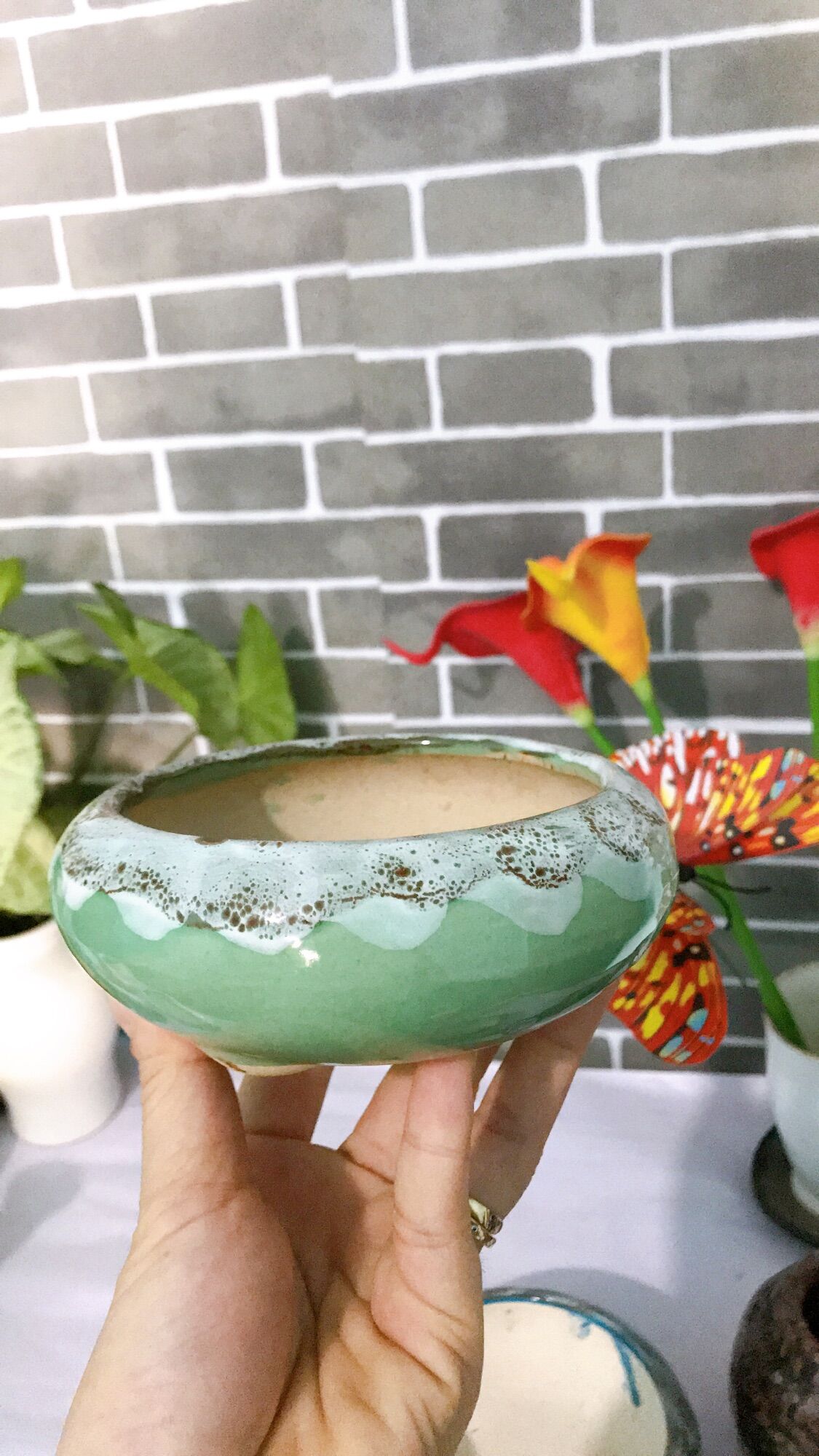Chậu sứ ang tròn thấp trồng cây