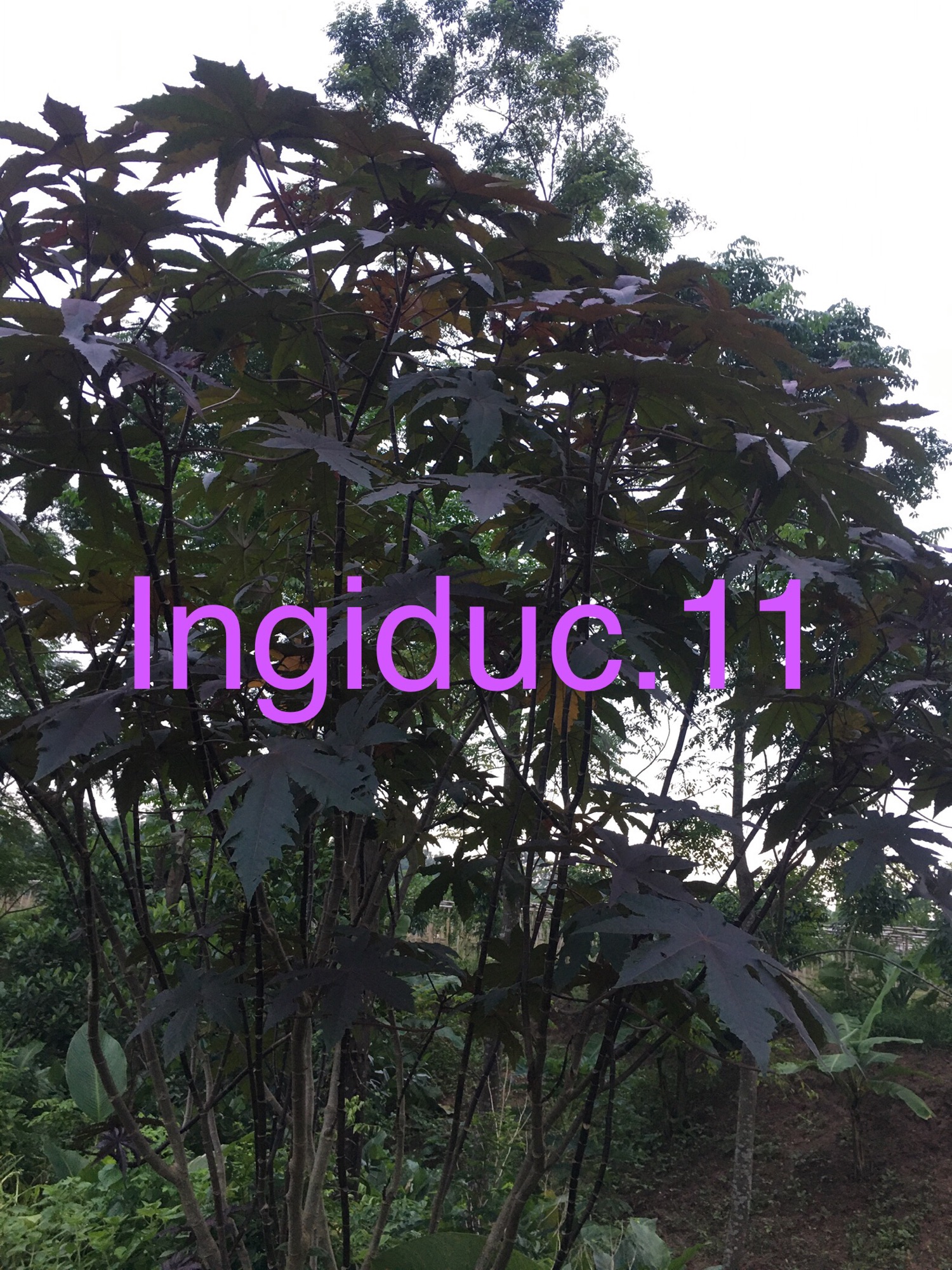 Lá thầu dầu tía 1kg