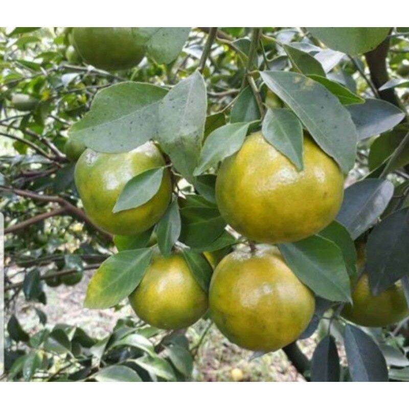 Cây Quýt Đường Lai Vung Trồng Chậu