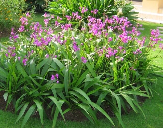 Cây Địa lan hoa tím