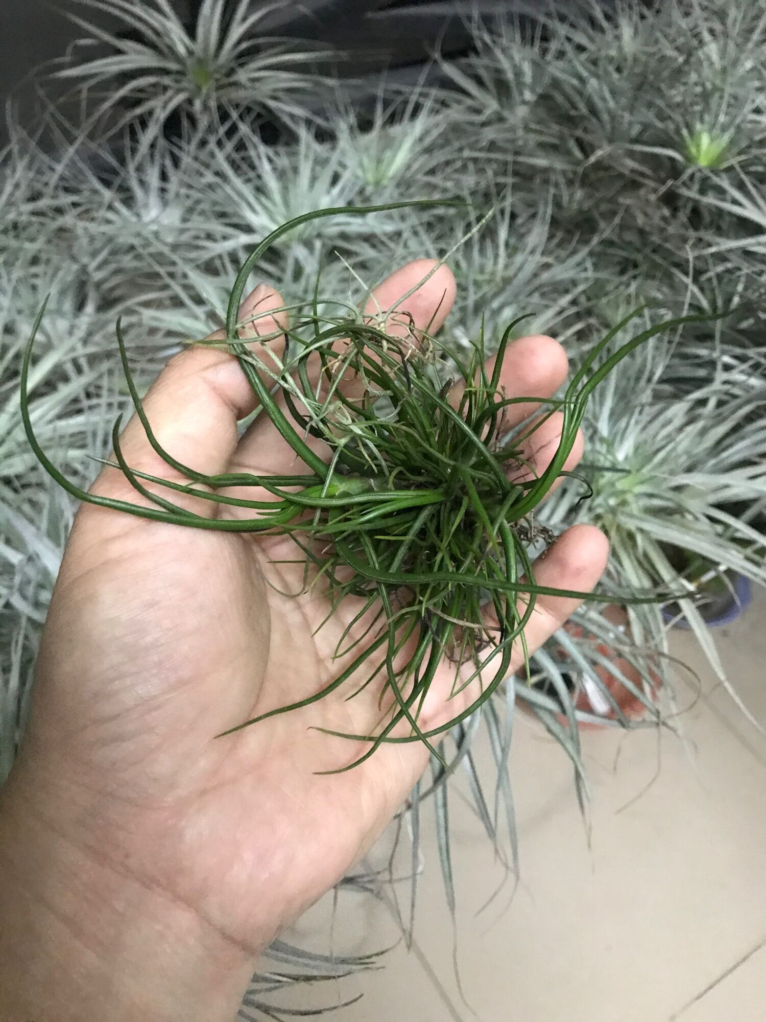 Cây không khí bulbosa dạng bụi