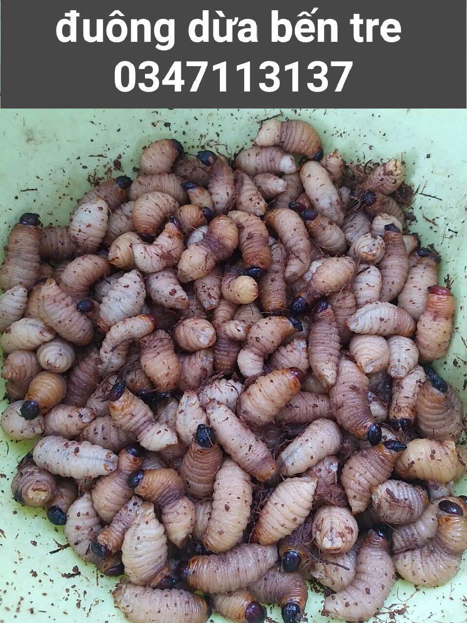 đuông dừa bến tre (50con / 320k)