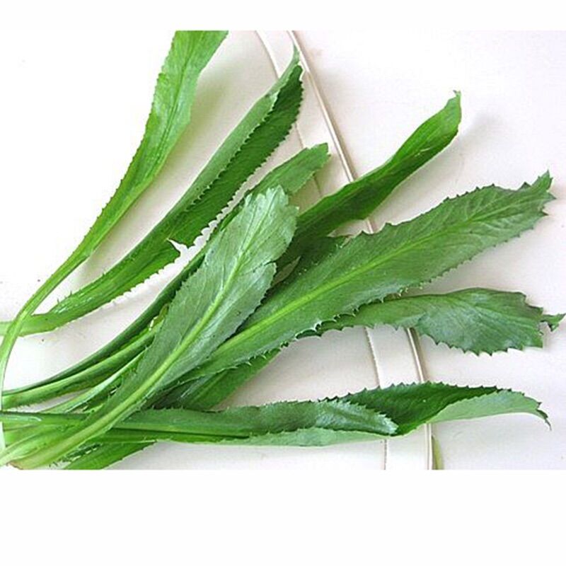 HẠT GIỐNG NGÒ GAI – DỄ TRỒNG, THƠM NGON, GIÀU DINH DƯỠNG