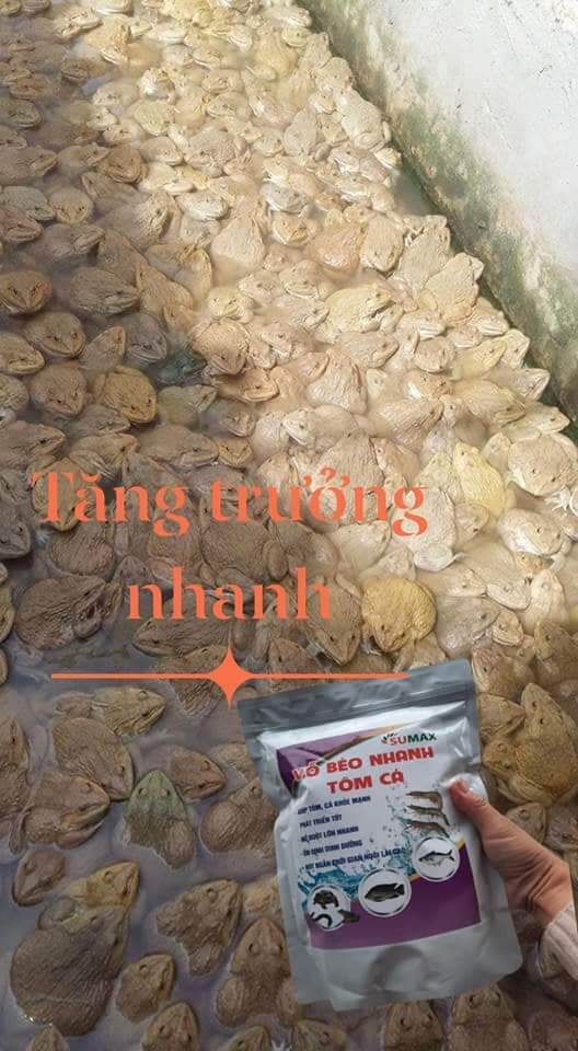 Siêu vỗ béo tăng trọng tôm cá ếch lươn 1kg