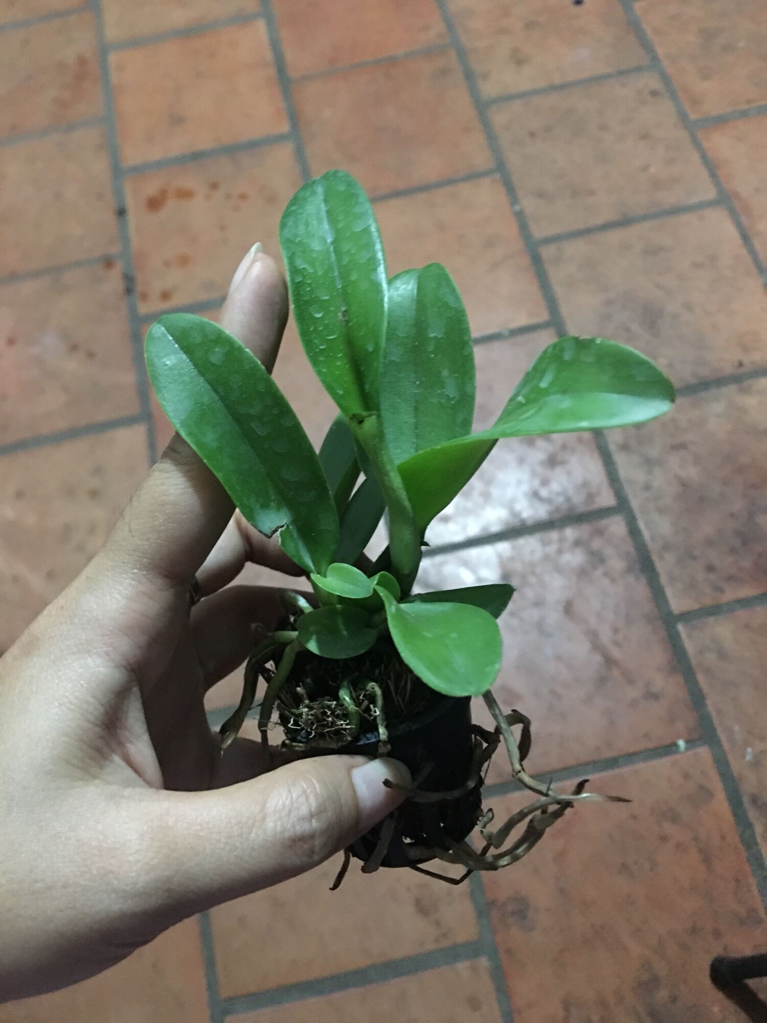 [HCM]Lan Cattleya TN19 Hoa Chùm Đỏ Vàng (cây con)