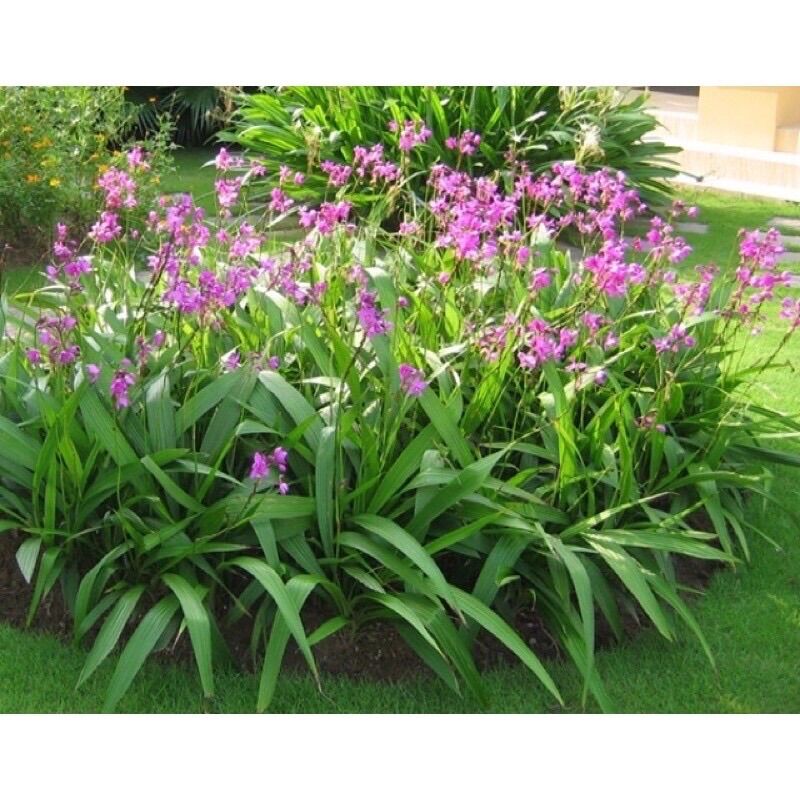 Địa lan tím/ Lan chu đỉnh