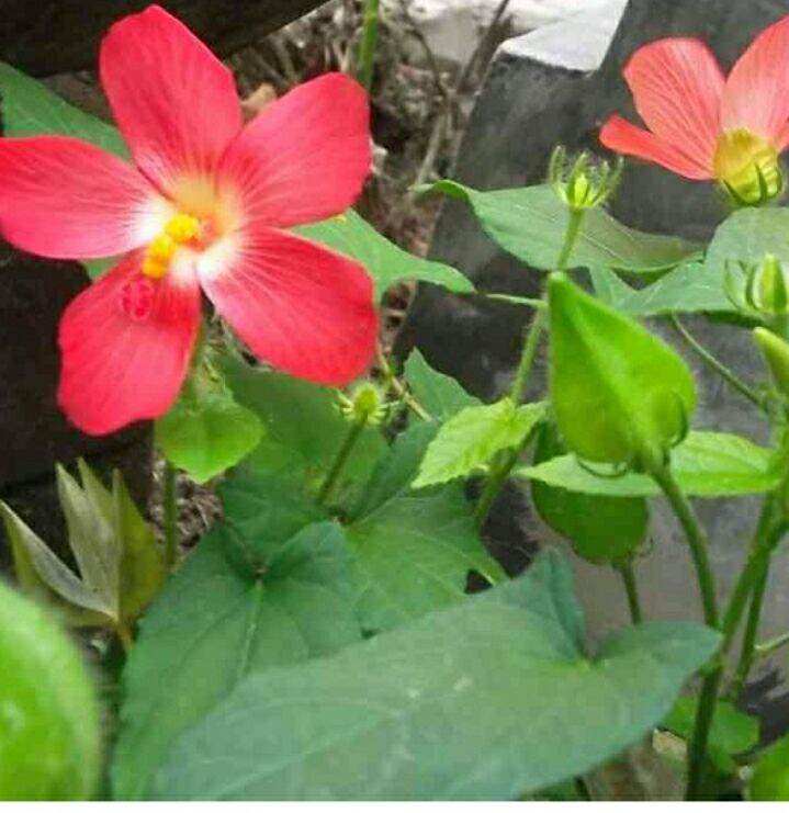 cây sâm bố chính, sâm báo