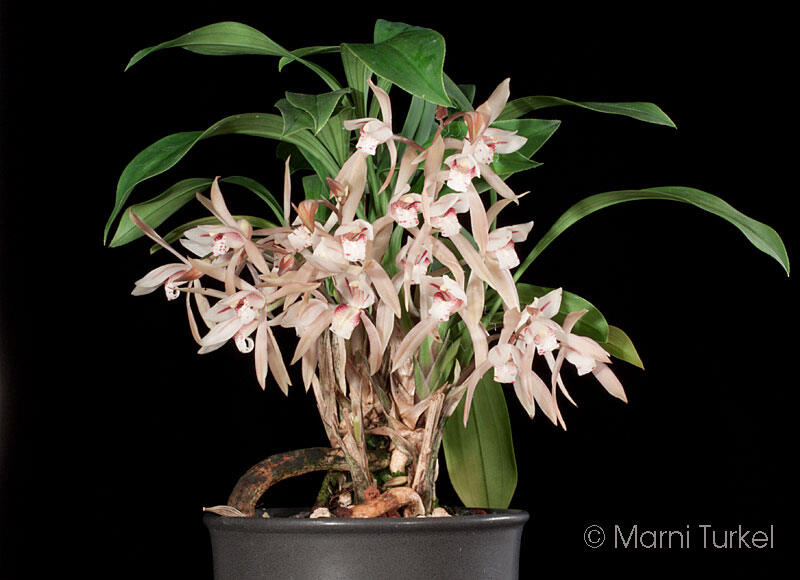 Lan kiếm lá giáo 1 giề