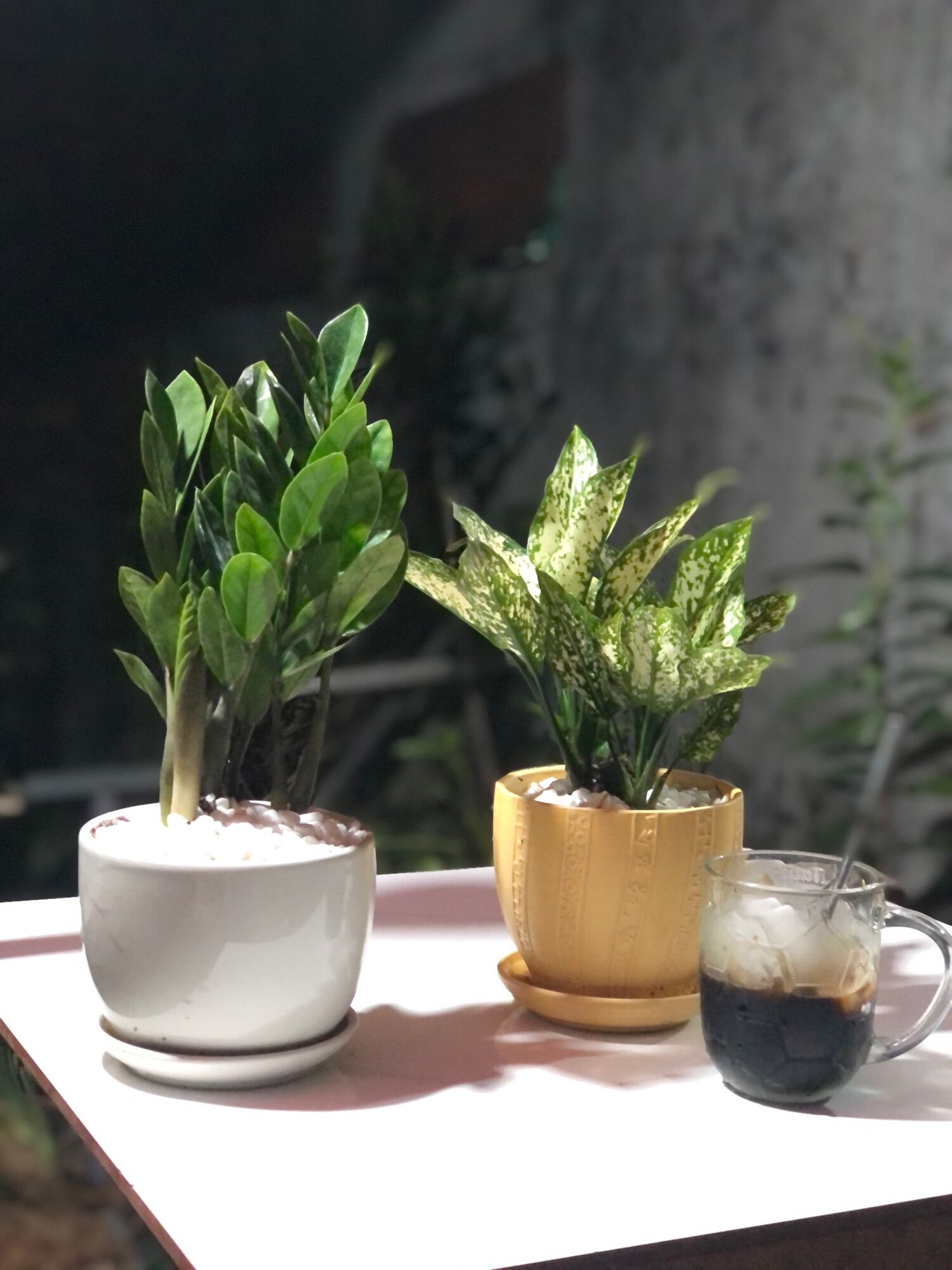 Chậu cây kim tiền mini