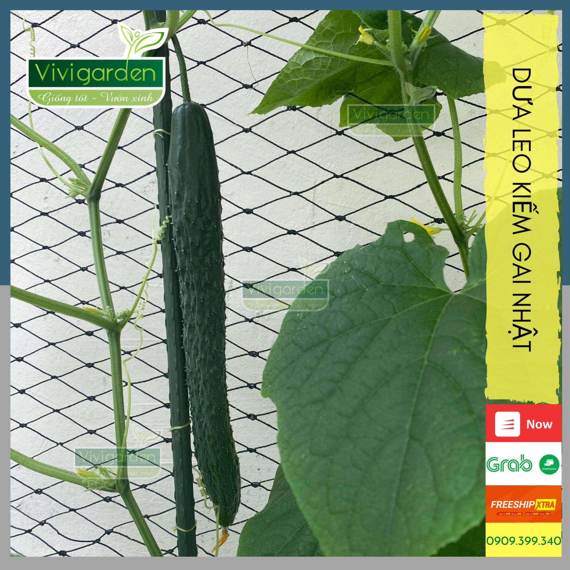 Com 10 Hạt Dưa Chuột Kiếm Nhật, Dưa Leo Gai NhậT NhậP Mỹ Siêu GiòN Ngọt, Sai Quả Và Chịu Nhiệt Cực Tốt