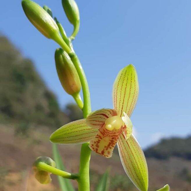 Địa lan mạc xuân hoa sổ xố 2 cây