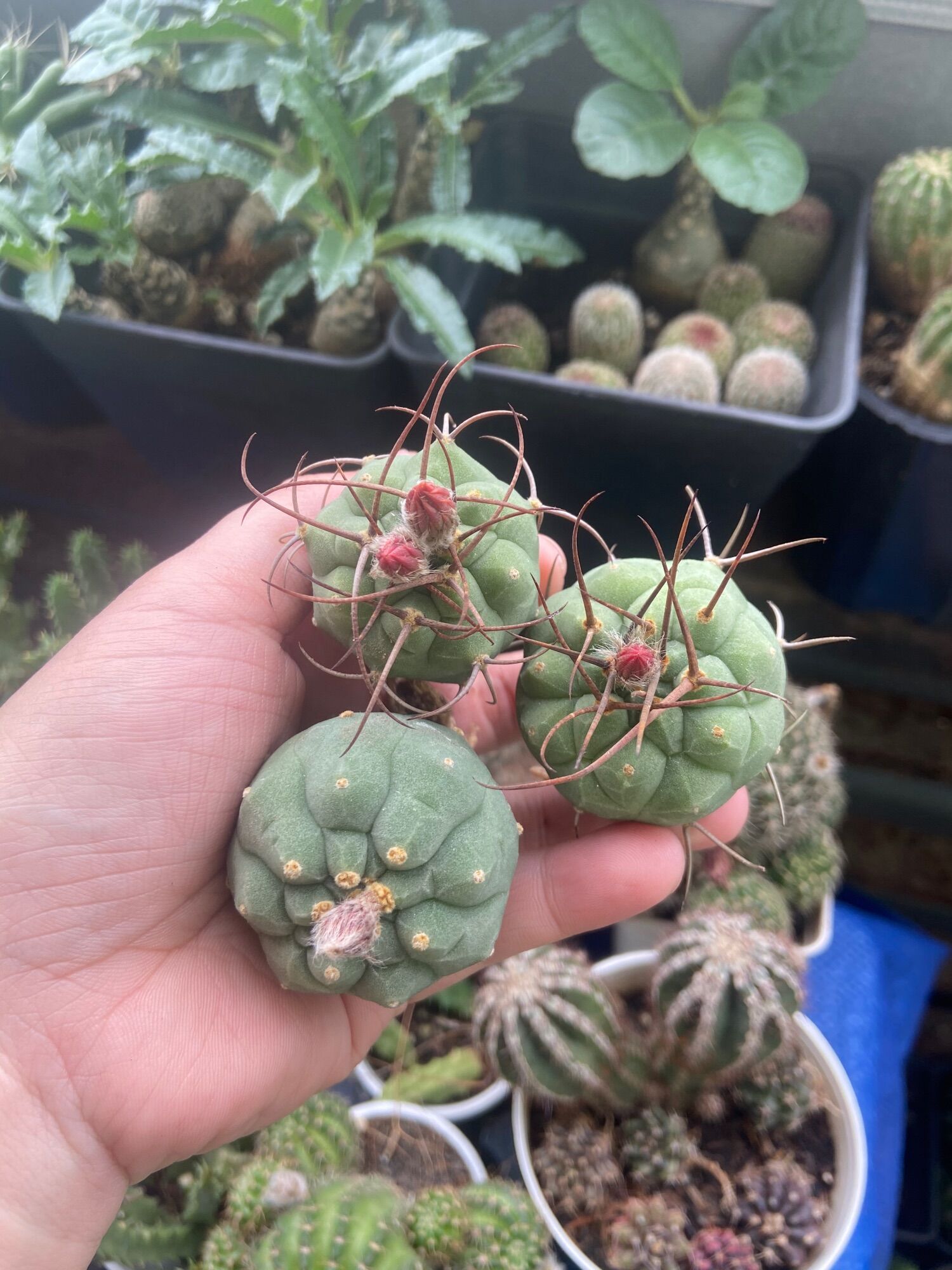 [HCM]Xương Rồng Matu Vườn Ươm