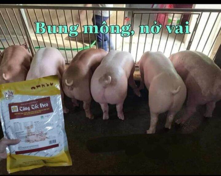TĂNG TỐC HEO, HEO LỚN NHANH, BUNG MÔNG CHO HEO BÒ