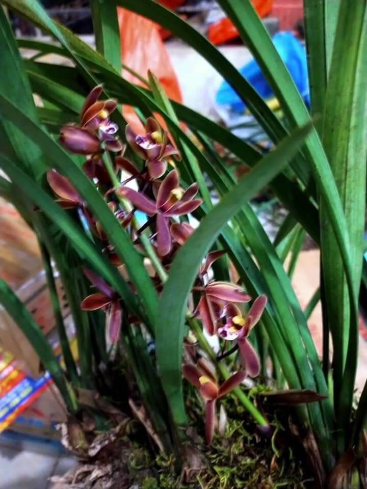 Lan kiếm hoa đỏ thơm 1 giề