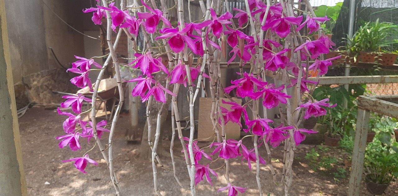 giả hạc hoa hồng