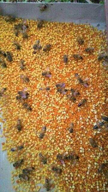 100g phấn hoa rừng