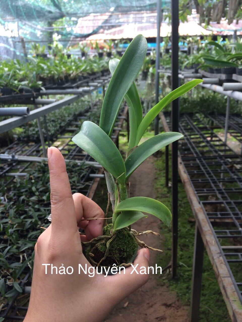 [HCM]TNX04 - Hoa Lan Cattleya Hoa chùm màu tím (cây con)