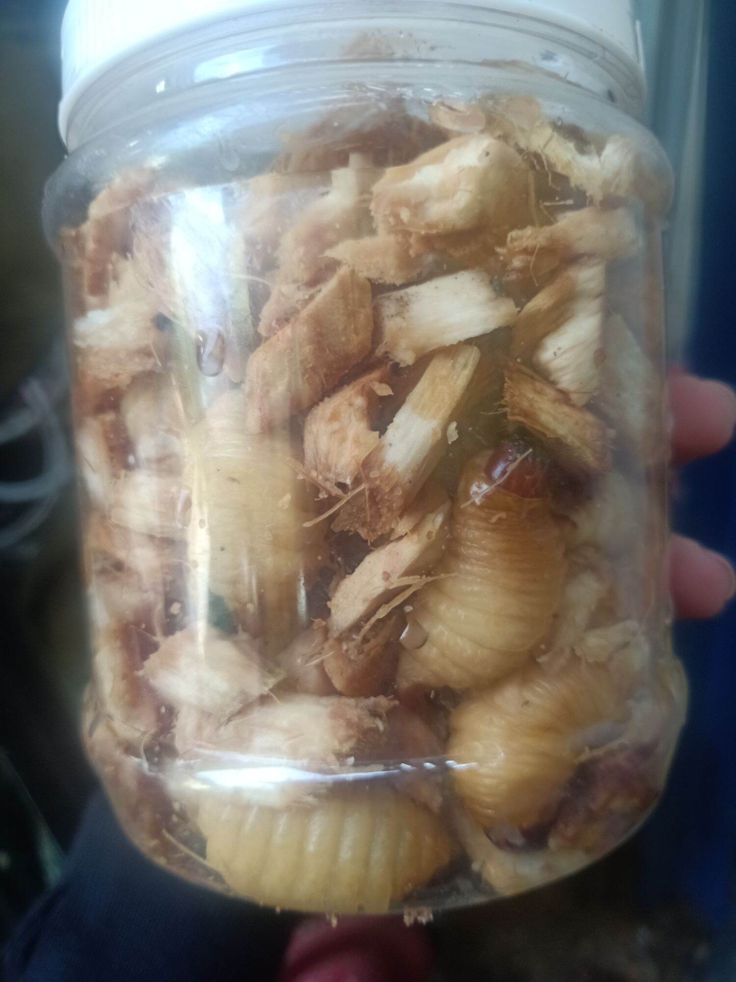 đuông dừa bến tre (40con/275k)
