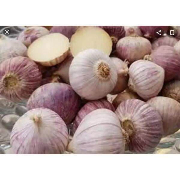 1kg tỏi cô đơn tỏi 1 nhánh