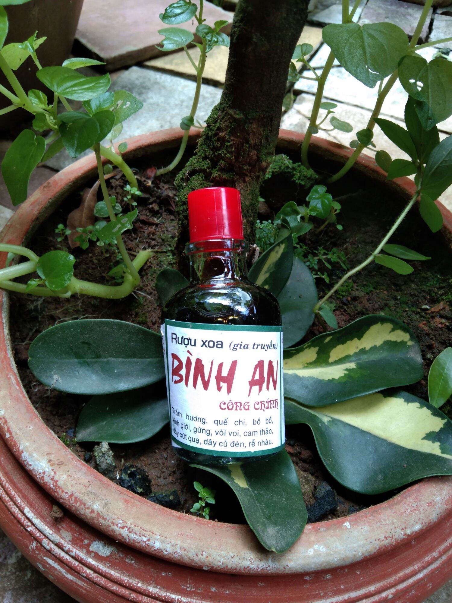 10 chai dầu xoa bóp bình an công chính