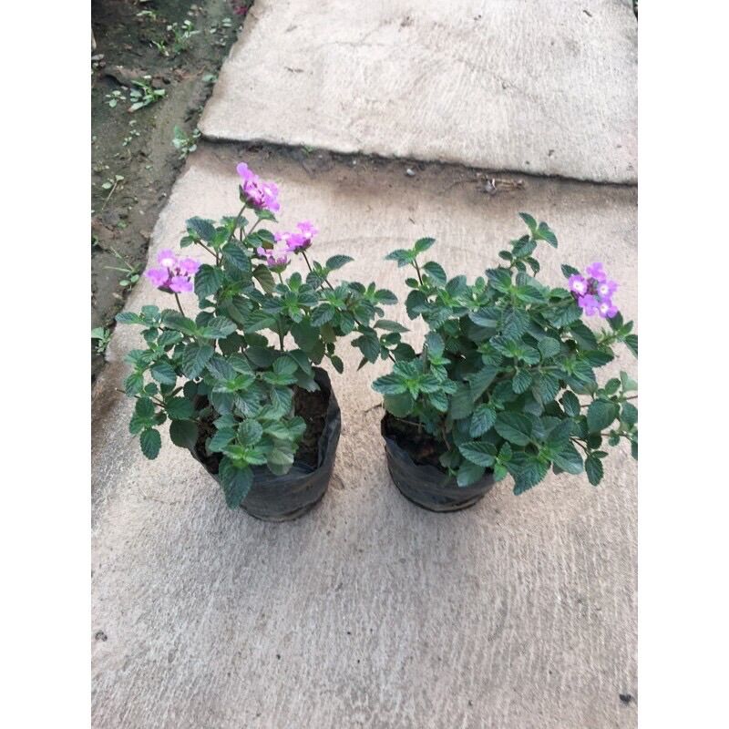 Cây ngũ sắc tím rũ treo
