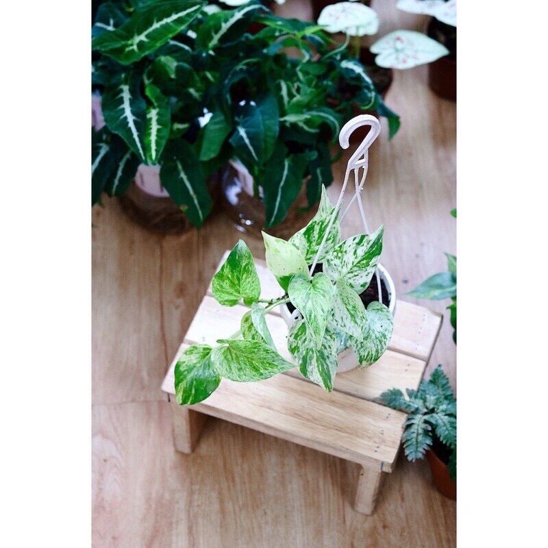 Trầu bà sữa/ trầu bà Cẩm thạch