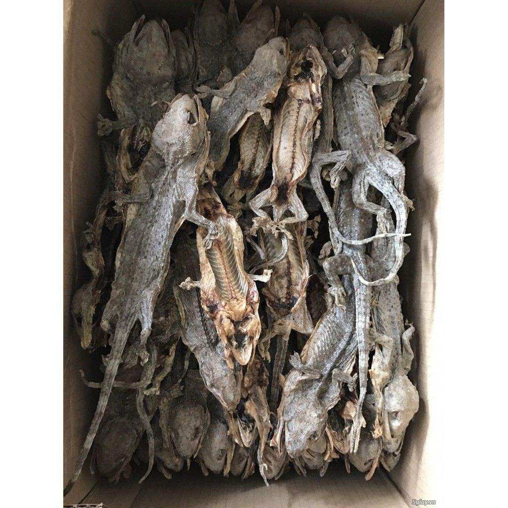 set 5 con tắc kè khô