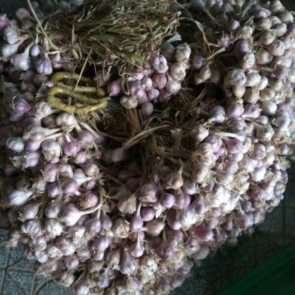 500g tỏi ta