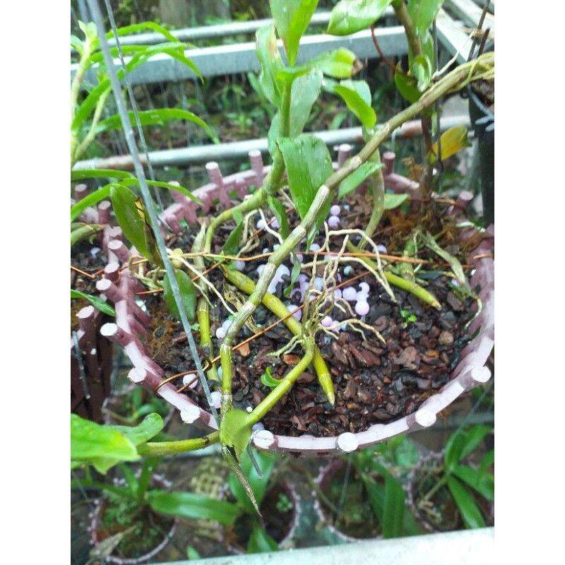 1 Kg Vỏ Thông Vụn Hạt Đỗ