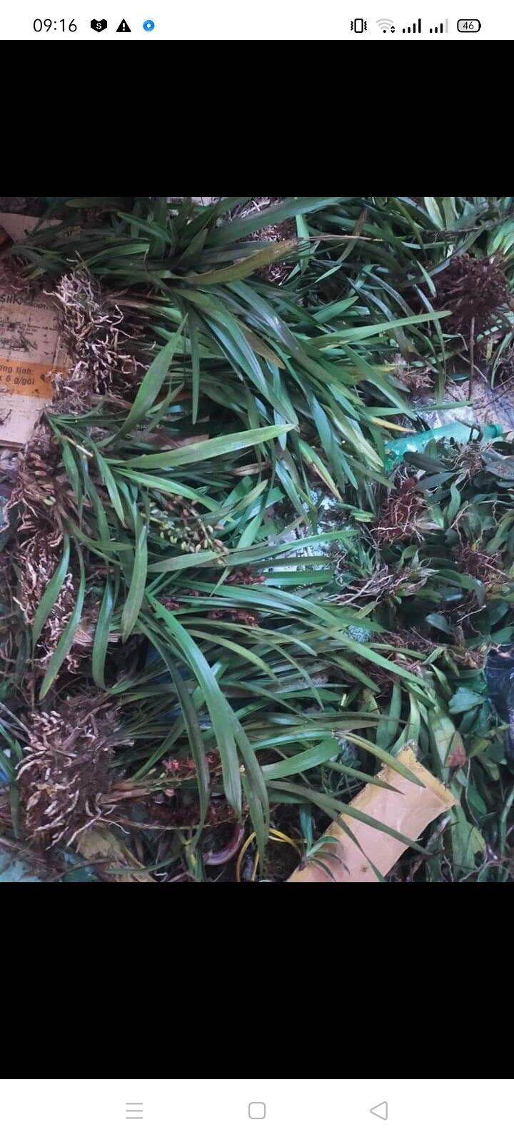 Lan kiếm hoa đỏ thơm 1 giề
