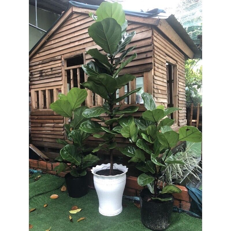 Cây bàng Singapore một thân