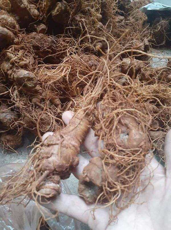 500g củ tam thất tươi