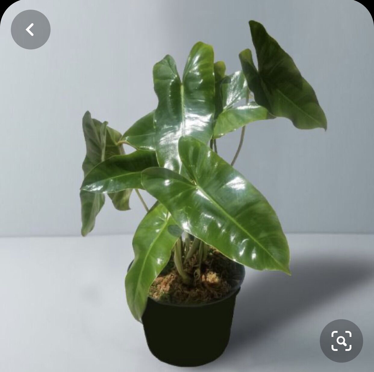 Cây trầu bà Philodendron Burle Marx