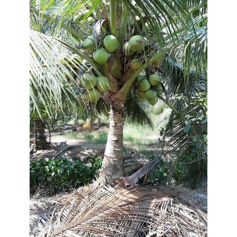 CÂY GIỐNG DỪA SÁP ĐẶC  NHIỀU CƠM.