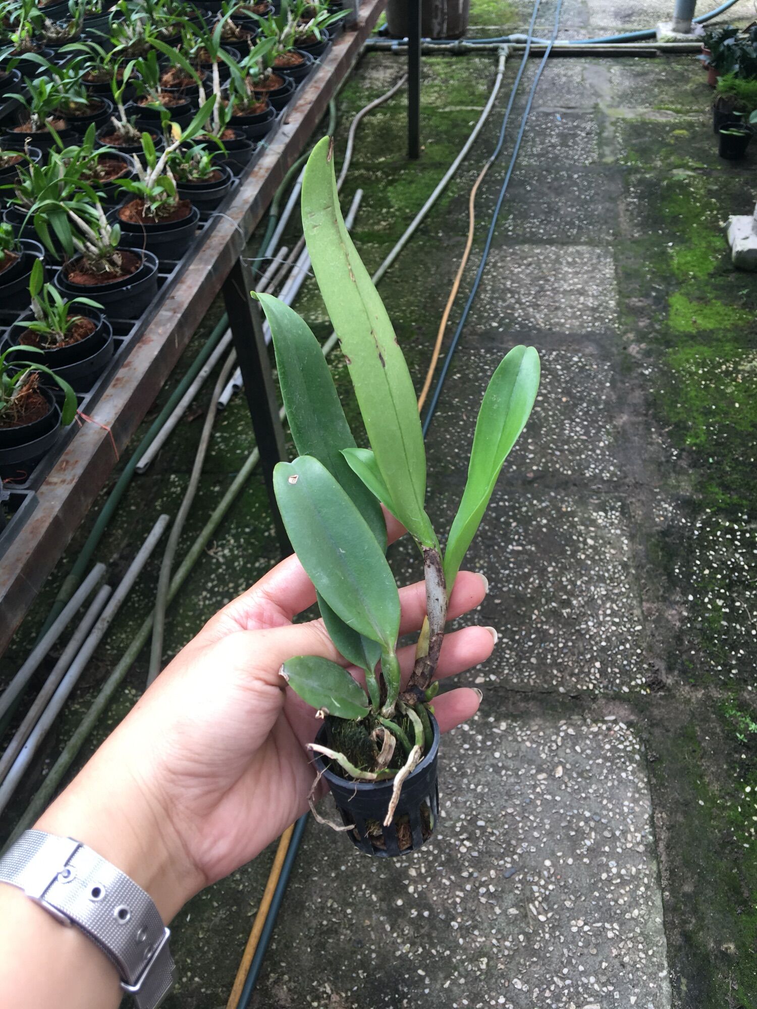 [HCM]TNX04 - Hoa Lan Cattleya Hoa chùm màu tím (cây con)