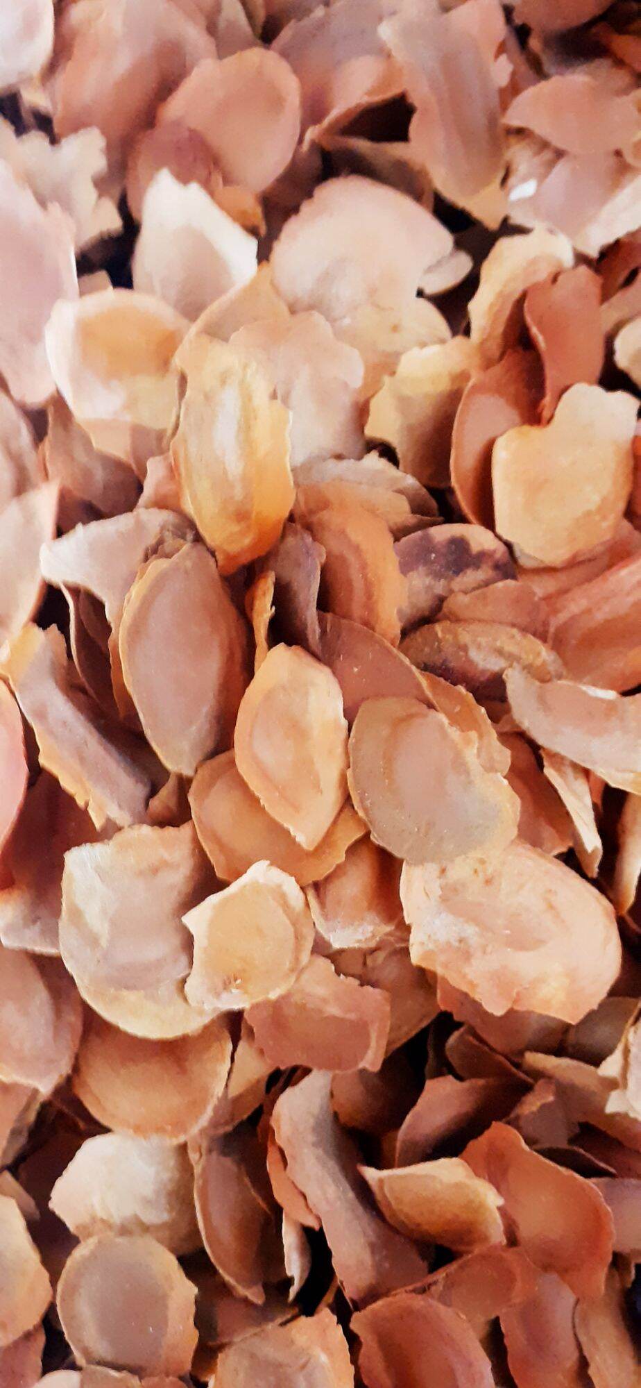 500 gram hạt giống xà cừ