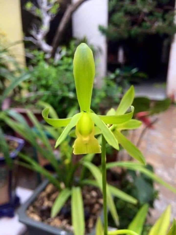 Địa lan mạc xuân hoa sổ xố 2 cây