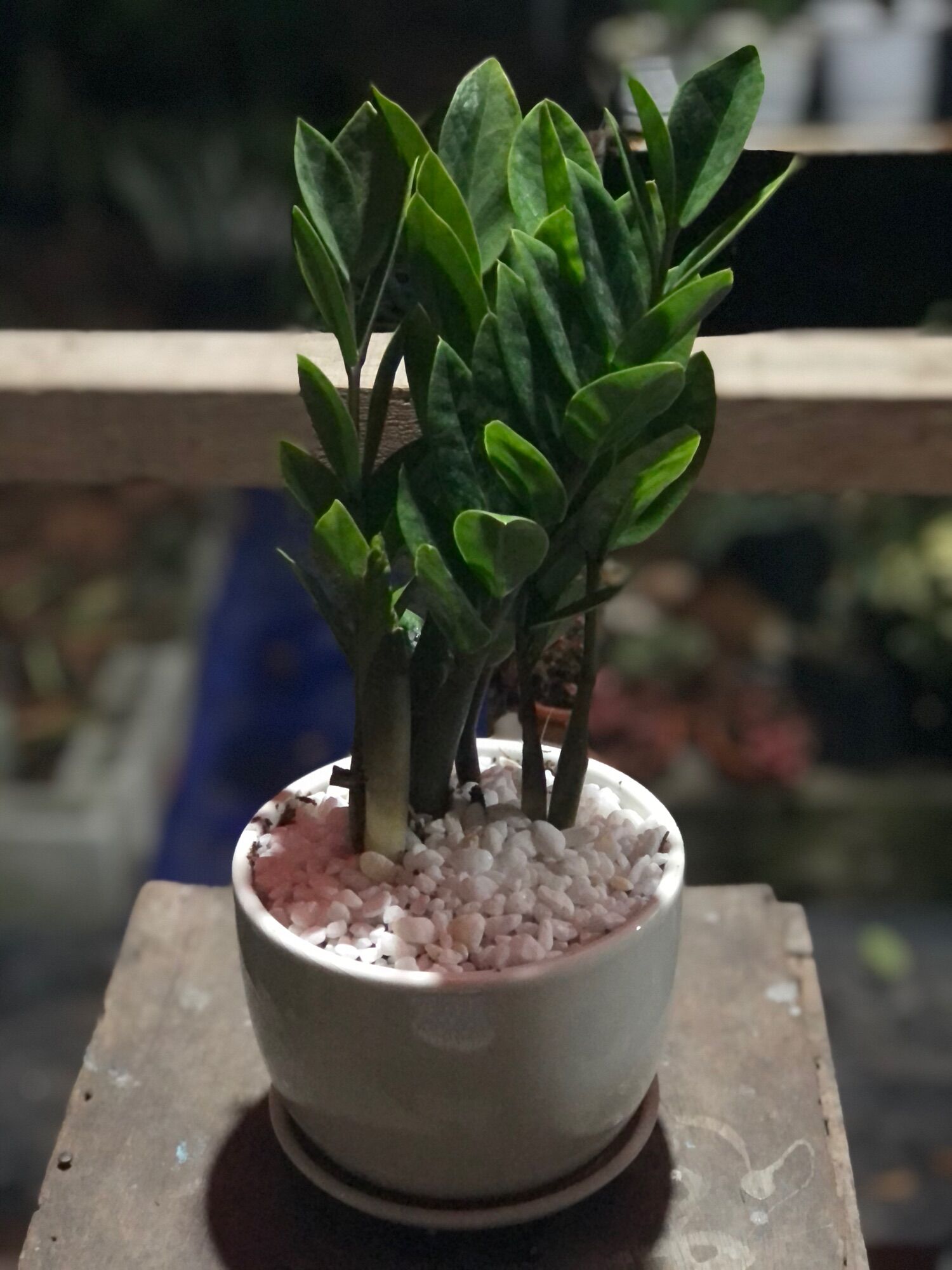Chậu cây kim tiền mini
