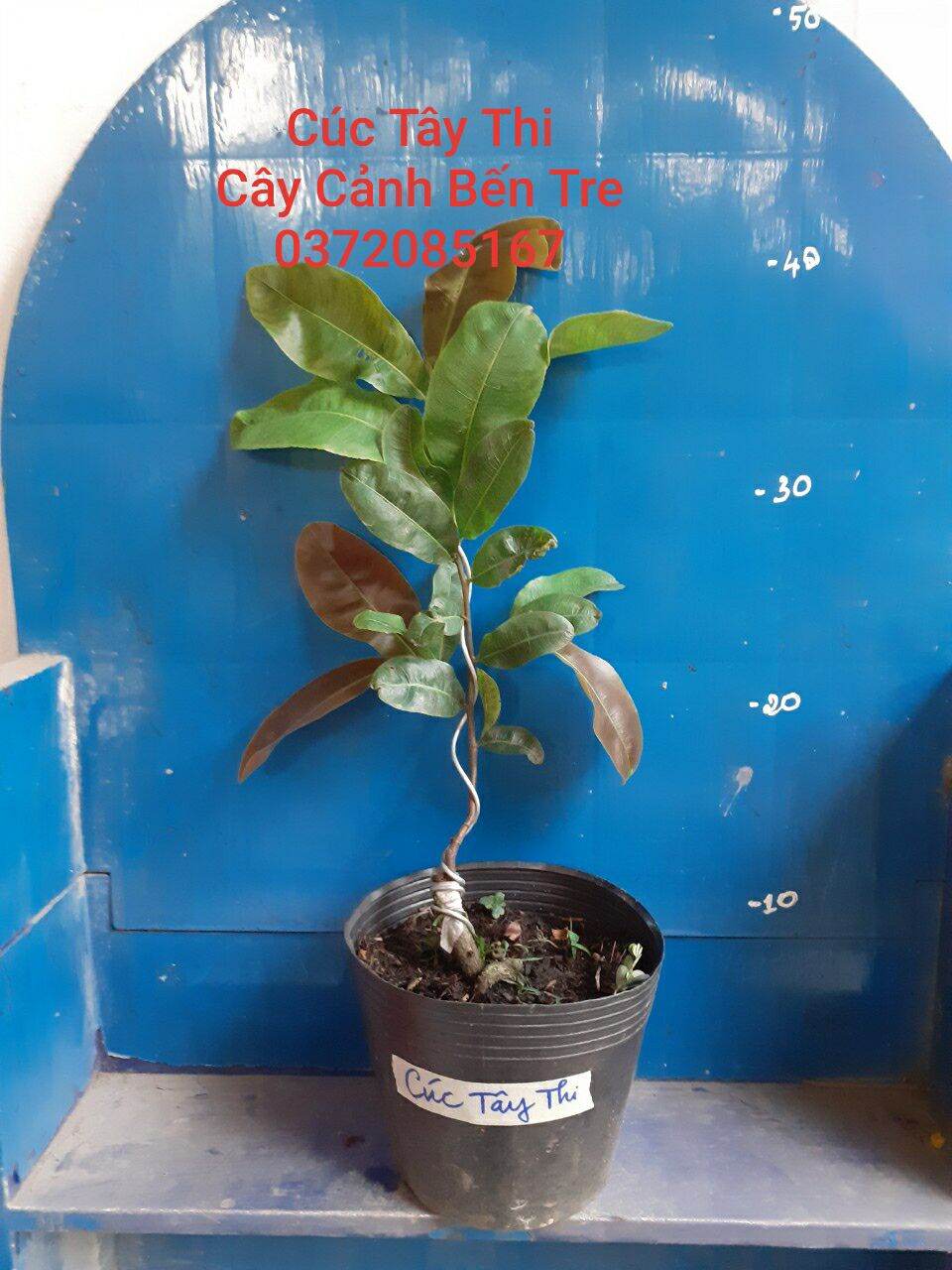 Mai Cúc Tây Thi ( cây ghép chuẩn giống )