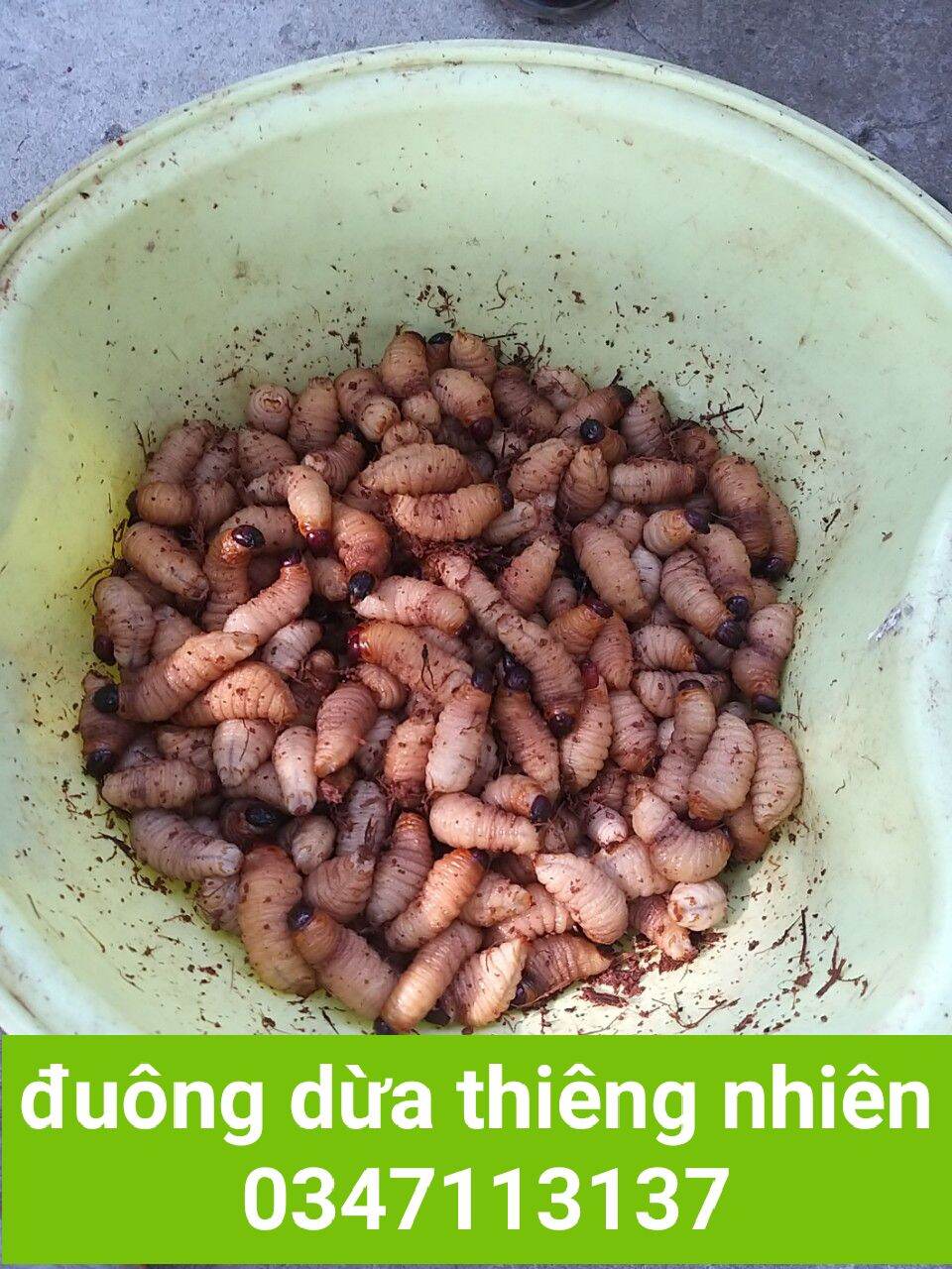 đuông dừa bến tre (50con / 320k)