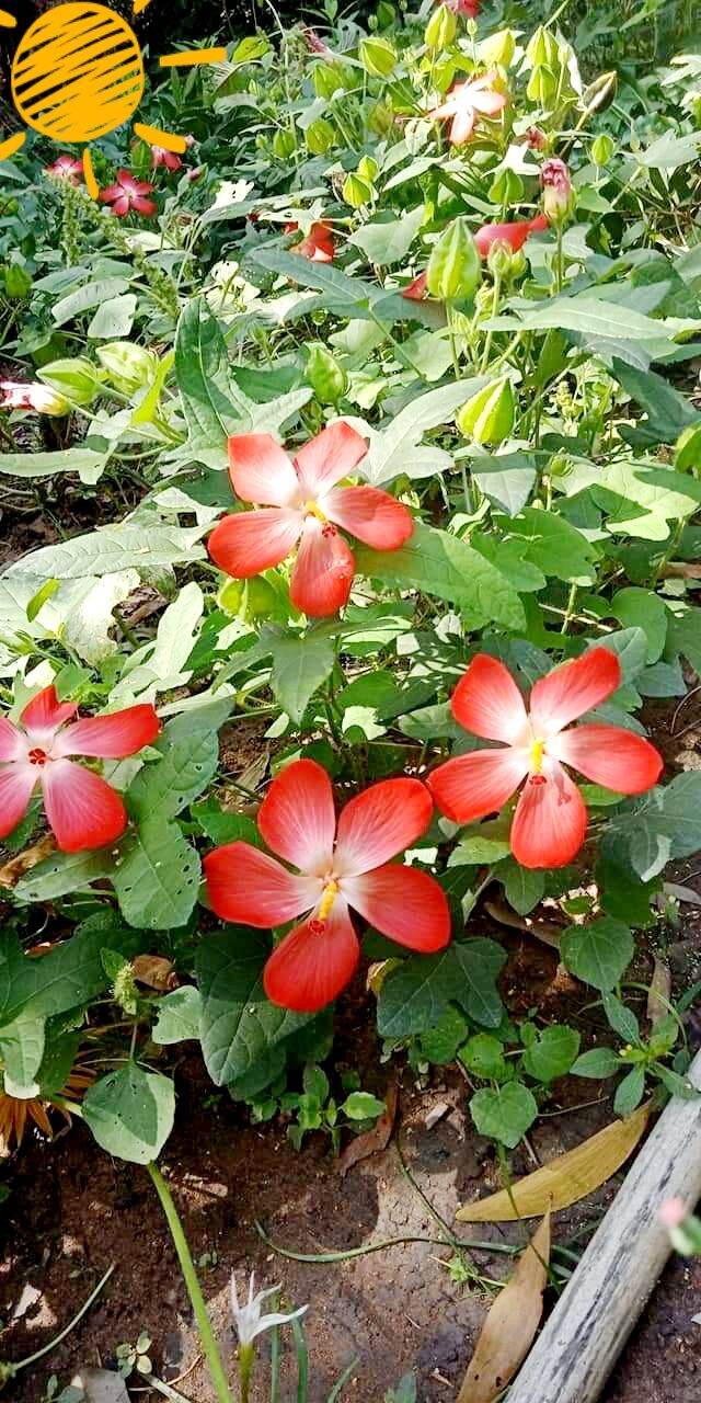 hạt giống sâm bố chính