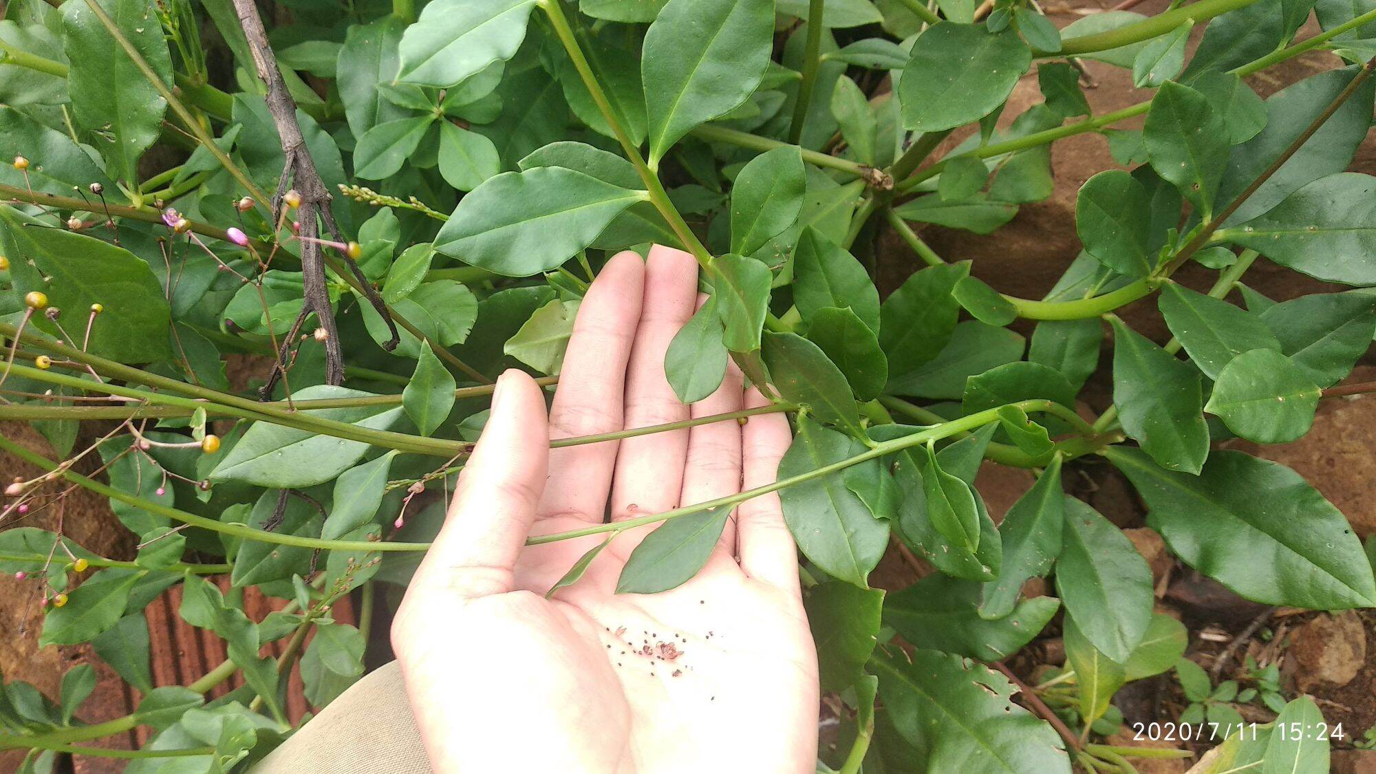Giống cây sâm đất ( hạt)