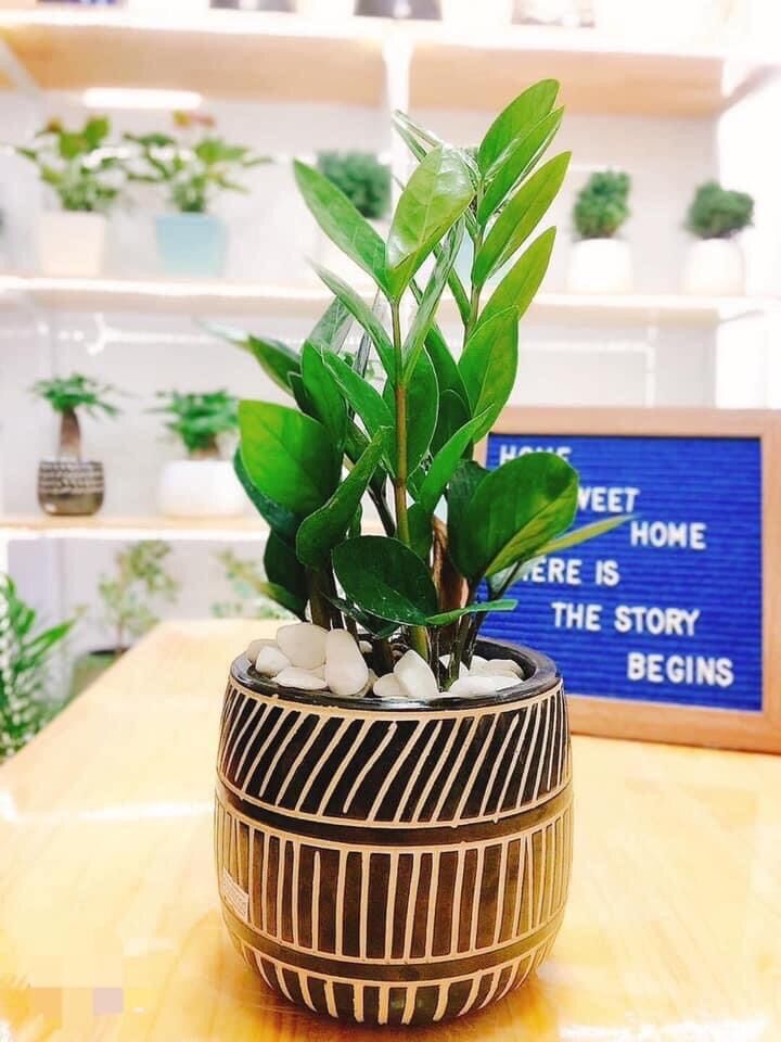 Cây kim tiền mini
