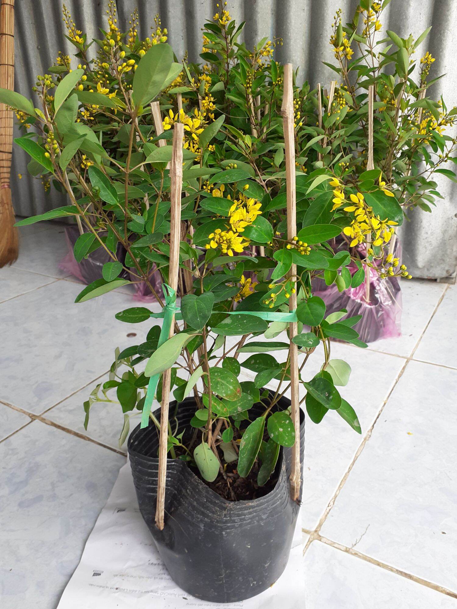 Cây hoa kim đồng vàng /tặng kèm phân bón cho cây