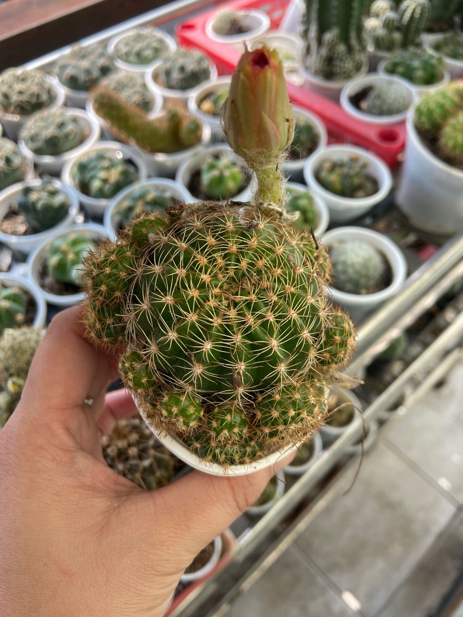 [HCM]Xương Rồng Lobi Hoa Màu