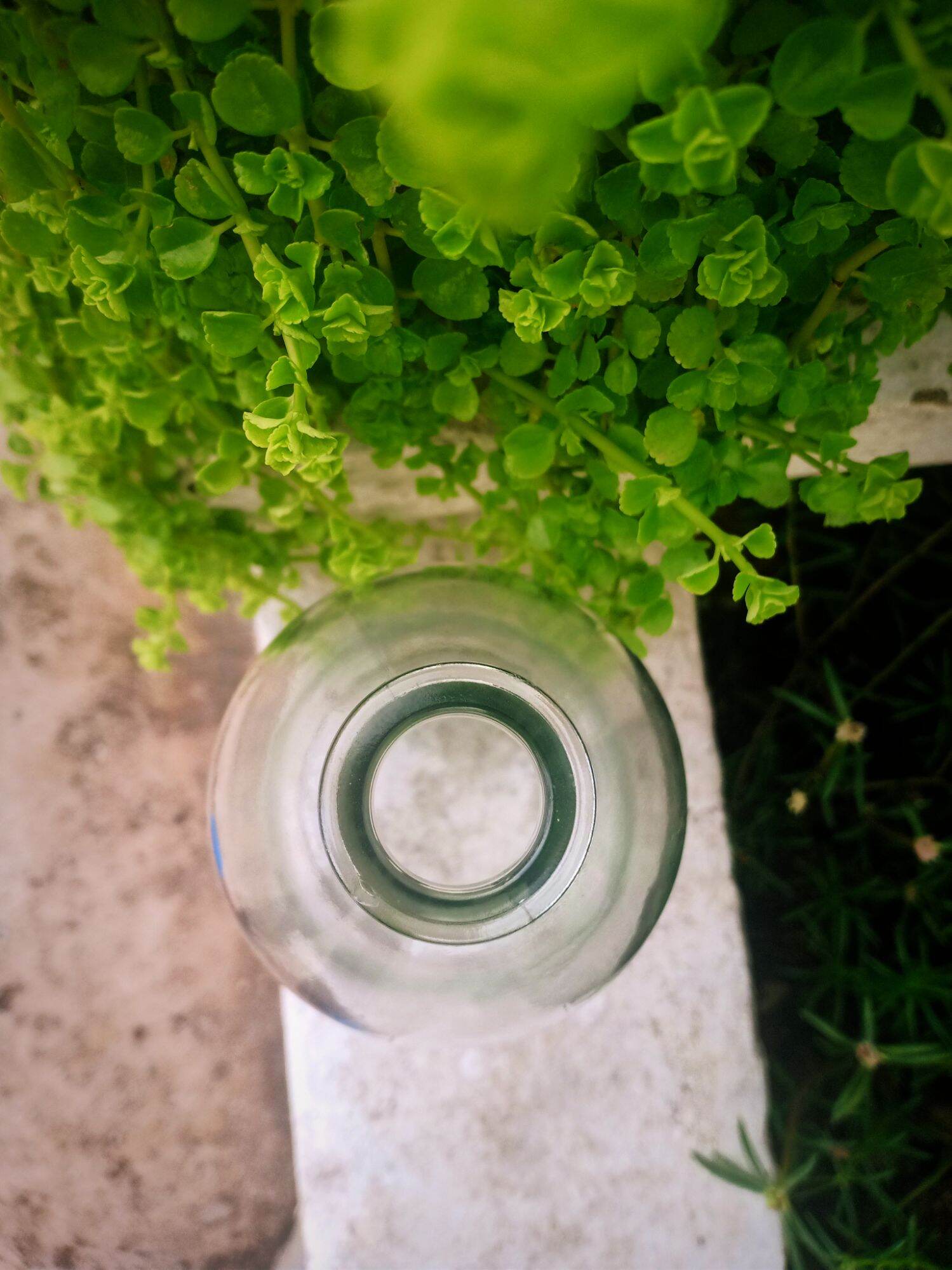 Combo 10 chai nước biển cao 500ml nuôi Betta cấy mô hoa kiểng có dung tích 500ml, đường kính 3.1